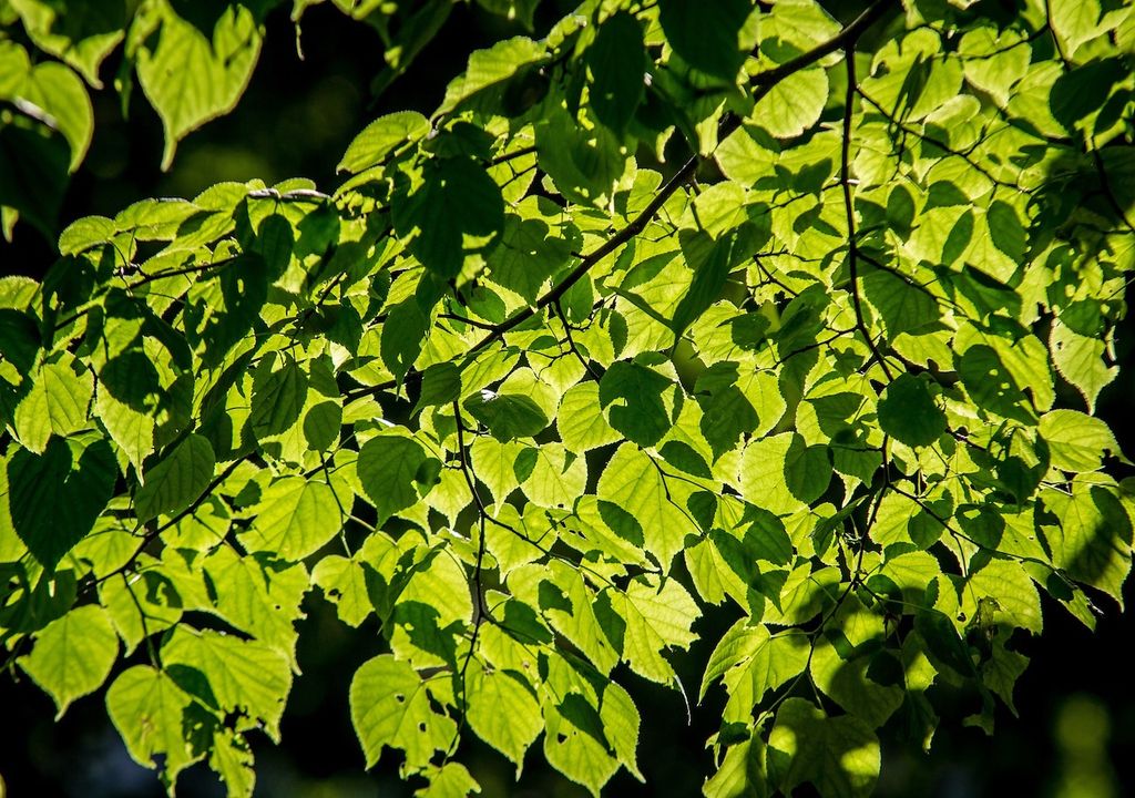 Light leaves.