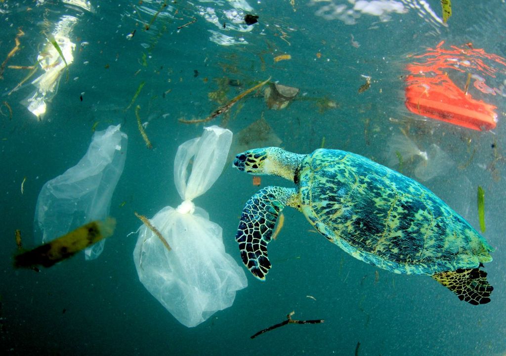 Plastic pollution can harm ocean wildlife