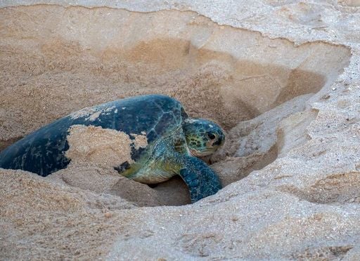 Pl&aacute;stico invade ninhos de tartaruga-verde em ilha remota e preocupa cientistas