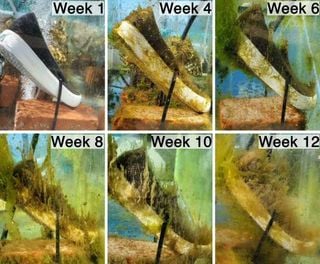 Plásticos biodegradables en el mar