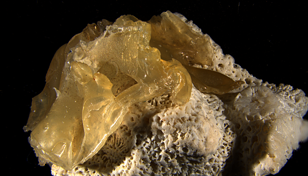 Diese Plastikoralle wurde am Strand von Ibu gesammelt. Diese Plastikoralle wurde am Strand von Ibu gesammelt. Bild: Ilechukwu et al., 2026