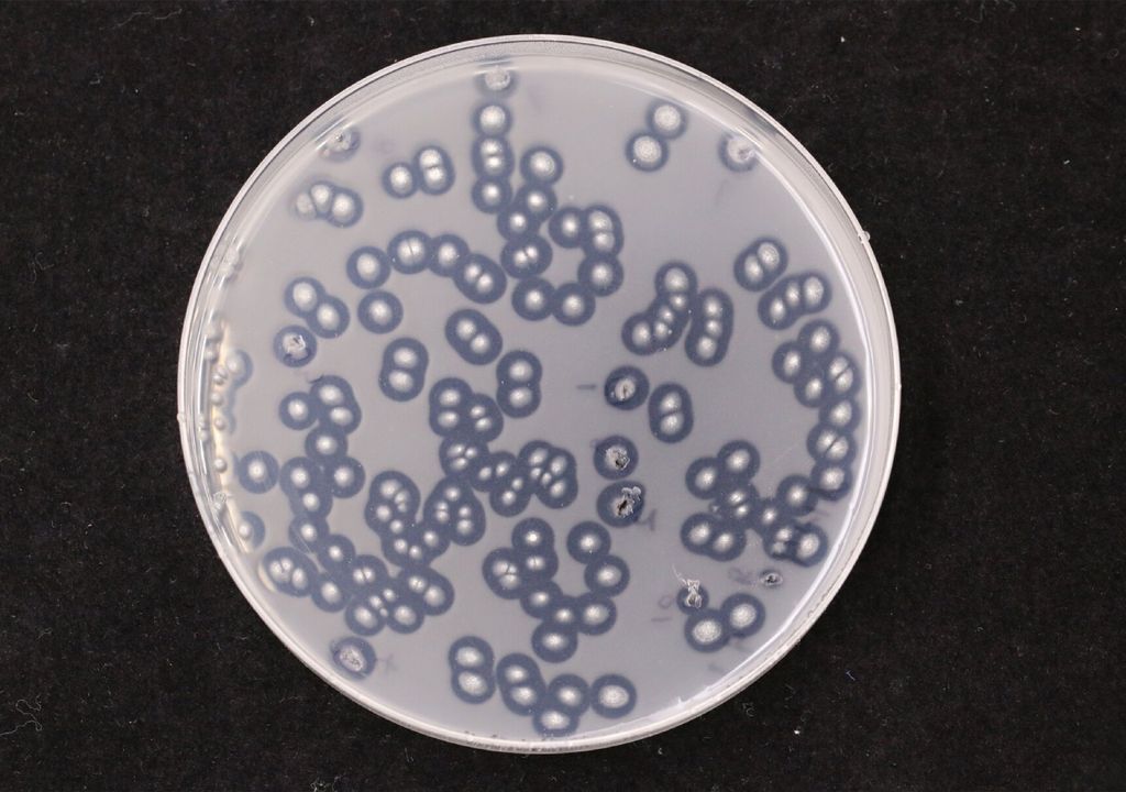 fungo; bactéria; plástico; degradação