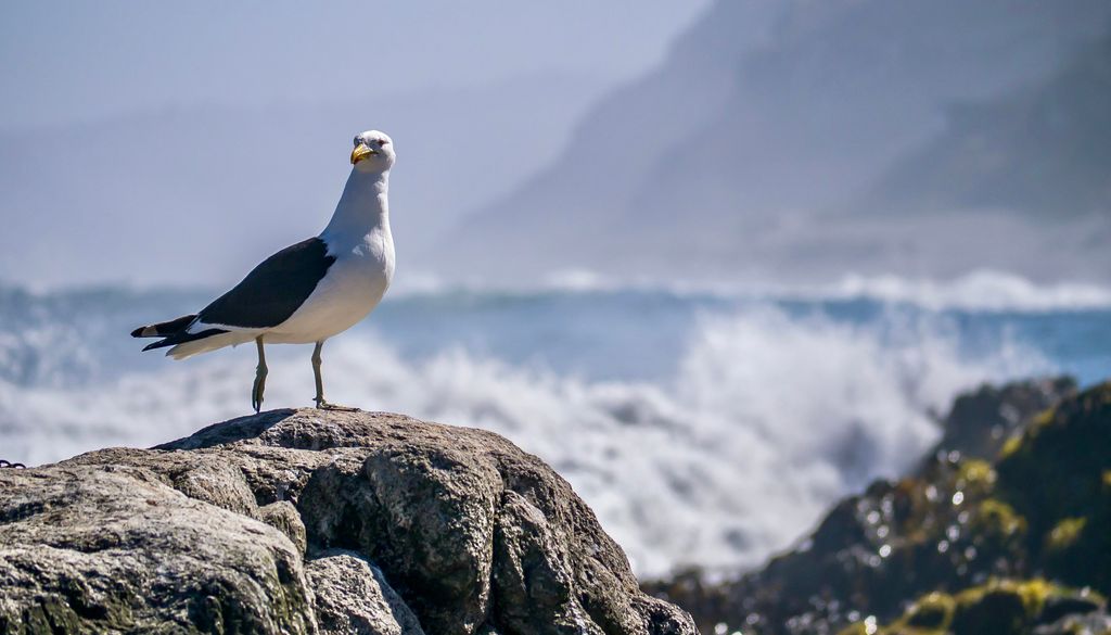 Fauna marina en Matanzas, Chile. Matanzas es un excelente lugar para avistar fauna marina.