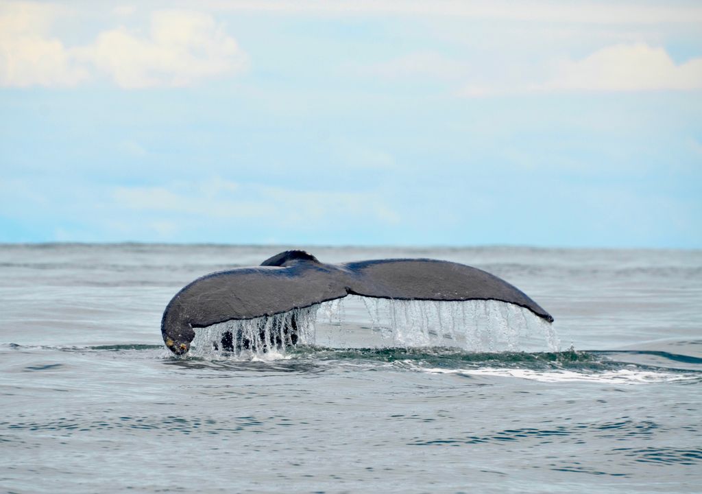 Avistamiento de ballenas en Tumaco. Avistamiento de ballenas en Tumaco.