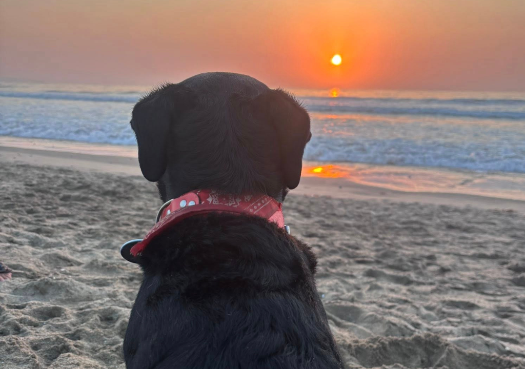 Perro playa Es fundamental mantener a los perros hidratados y al resguardo de la sombra en las playas.