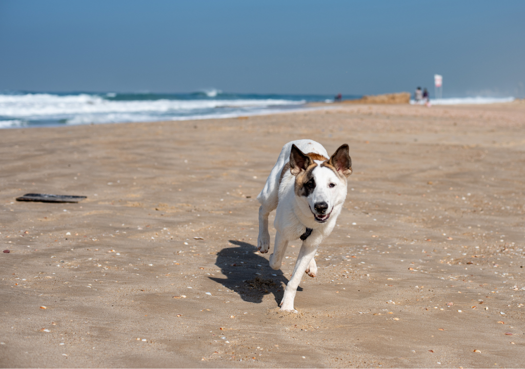 Perro playa Mar del Plata, Cariló y Pinamar son las ciudades de la Costa Atlántica que han incorporado actividades y playas pet friendly.