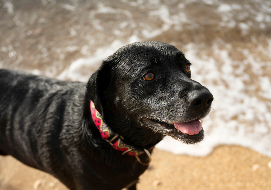 Perro playa Talleres de ciudado y convivencia, juegos y entregas de chapitas identificatorias son algunas de las actividades.