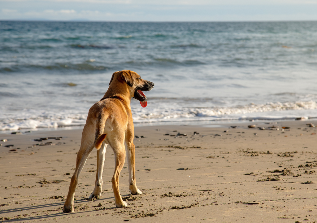 Perro playa Usar chapita identificatoria, correa y levantar las heces son algunos de los requisitos en las playas pet friendly.