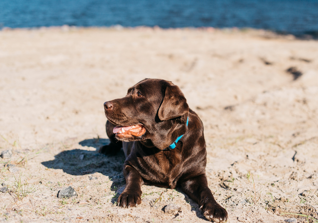 Perro playa La inclusión de los perros en las vacaciones familiares llevan a que estén en auge los destinos pet friendly.