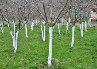 Plein d'insectes sur vos fruitiers ? Faut-il faire un traitement ? Voici quelques conseils pour limiter leur impact