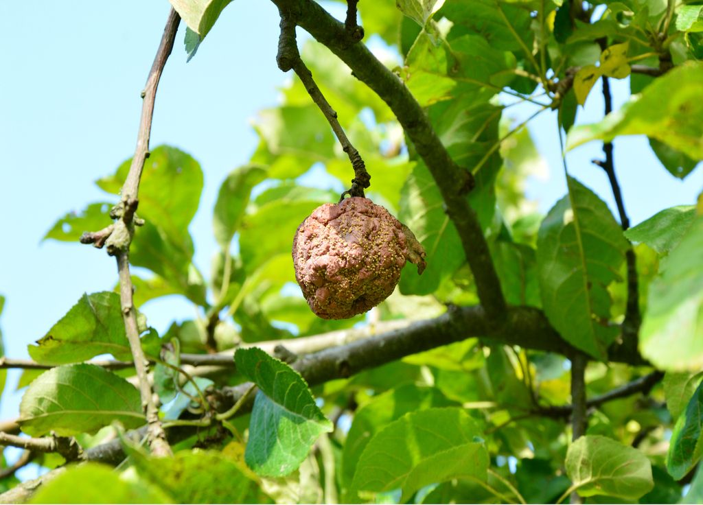 Il est conseillé de retirer les fruits de ce type afin d'éviter une présence plus conséquente du champignon.