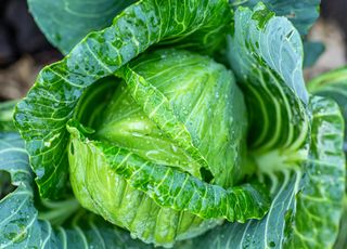 Pluie en France : qu'est-il encore possible de faire au potager en ce milieu d'automne ? 