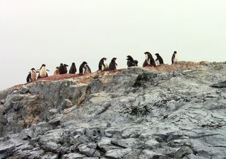 Las plumas de pingüino revelan contaminación por mercurio en una zona remota del Océano Antártico