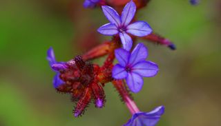 Plumbago chileno: el toque azul que prospera entre piedras y bajo el sol