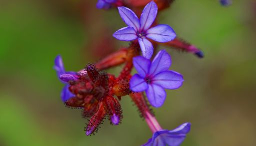 Plumbago chileno: el toque azul que prospera entre piedras y bajo el sol