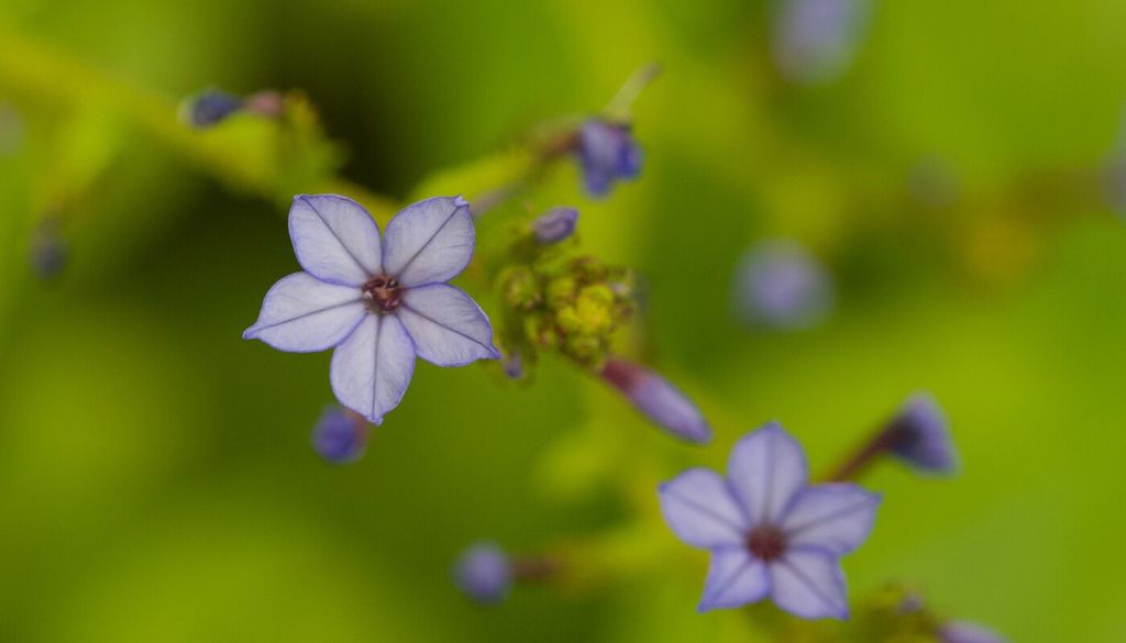 plumbago chileno Según las condiciones locales, su floración puede comenzar antes de la primavera y prolongarse durante varios meses.