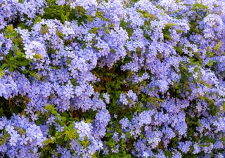 Plumbago: una cascata di fiori blu resistente al caldo