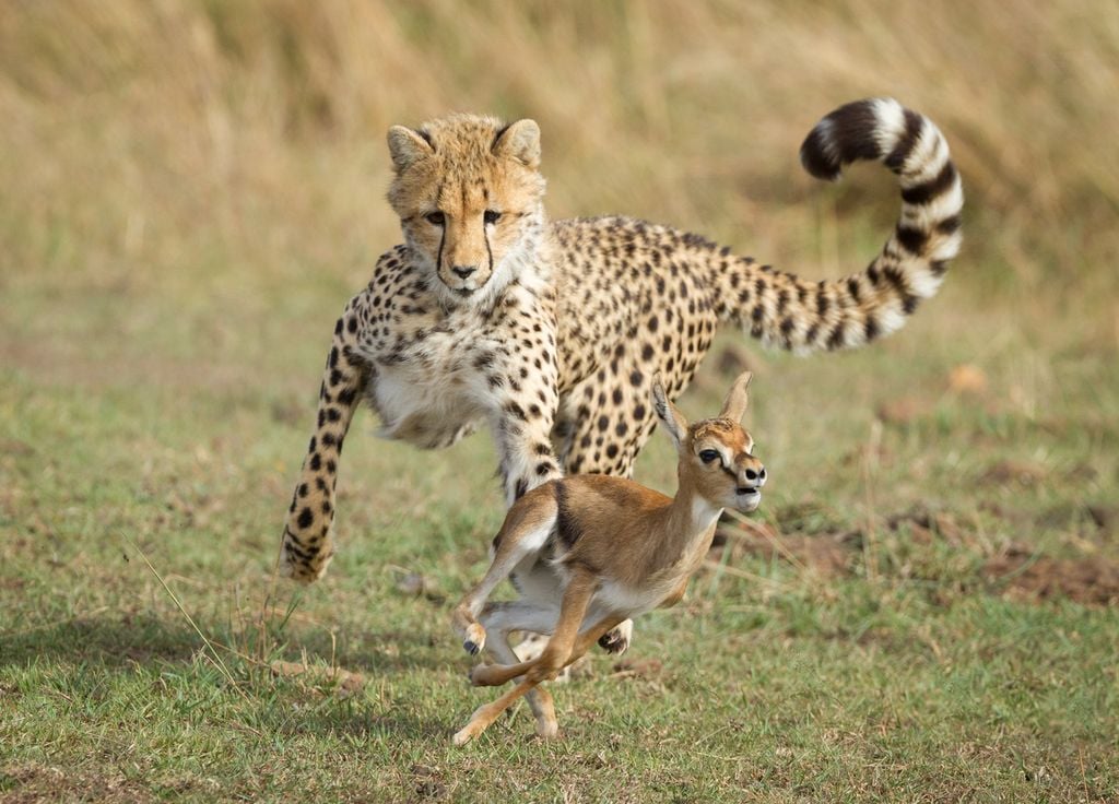 Animaux prédateur guépard gazelle