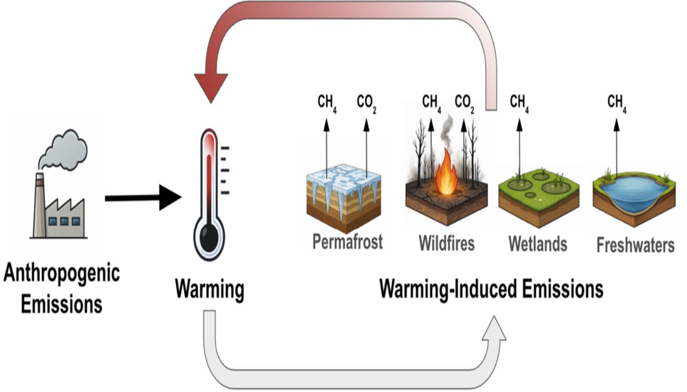 Les émissions humaines réchauffent le climat, ce qui peut stimuler à son tour les émissions de CO₂ et de CH₄ de plusieurs sources. Cette boucle de rétroaction pourrait amplifier le réchauffement futur. © Abernethy et al., 2026