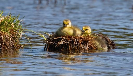 Plus la plan&egrave;te se r&eacute;chauffe, plus certaines sources &eacute;mettent des GES : ce que r&eacute;v&egrave;le une &eacute;tude