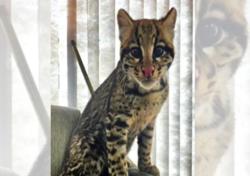 Após resgate em SC, jaguatirica com comportamento de gato passará por reabilitação. Após resgate em SC, jaguatirica com comportamento de gato passará por reabilitação.