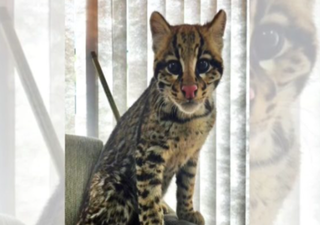 PMA resgata felino silvestre dócil em SC que vivia como gato em casa de morador; veja imagens