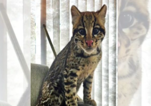 PMA resgata felino silvestre dócil em SC que vivia como gato em casa de morador; veja imagens