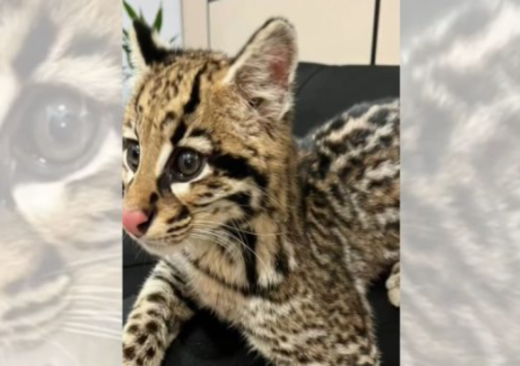 Tentativa de domesticação fez com que o animal perdesse instintos selvagens. Tentativa de domesticação fez com que o animal perdesse instintos selvagens.