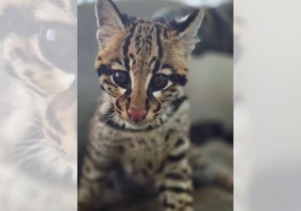 Felino silvestre resgatado em SC. Felino silvestre resgatado em SC.