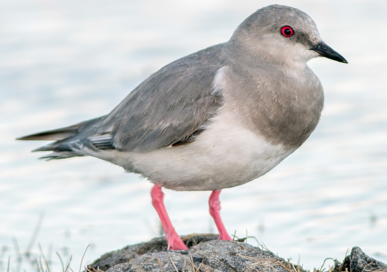 A nivel mundial, solo hay unos 1.000 ejemplares de chorlito ceniciento y su riesgo de conservación es crítico. Foto: X @ambiente_sur
