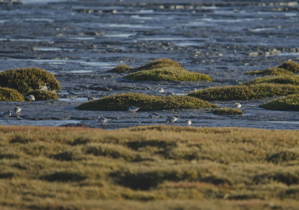 Chorlito Ceniciento Las orillas de las lagunas en la estepa pagatónica es la zona de nidificación del chorlito ceniciento, y los huevos suelen ser destruidos por animales que se acercan a beber agua. Foto: X @ambiente_sur