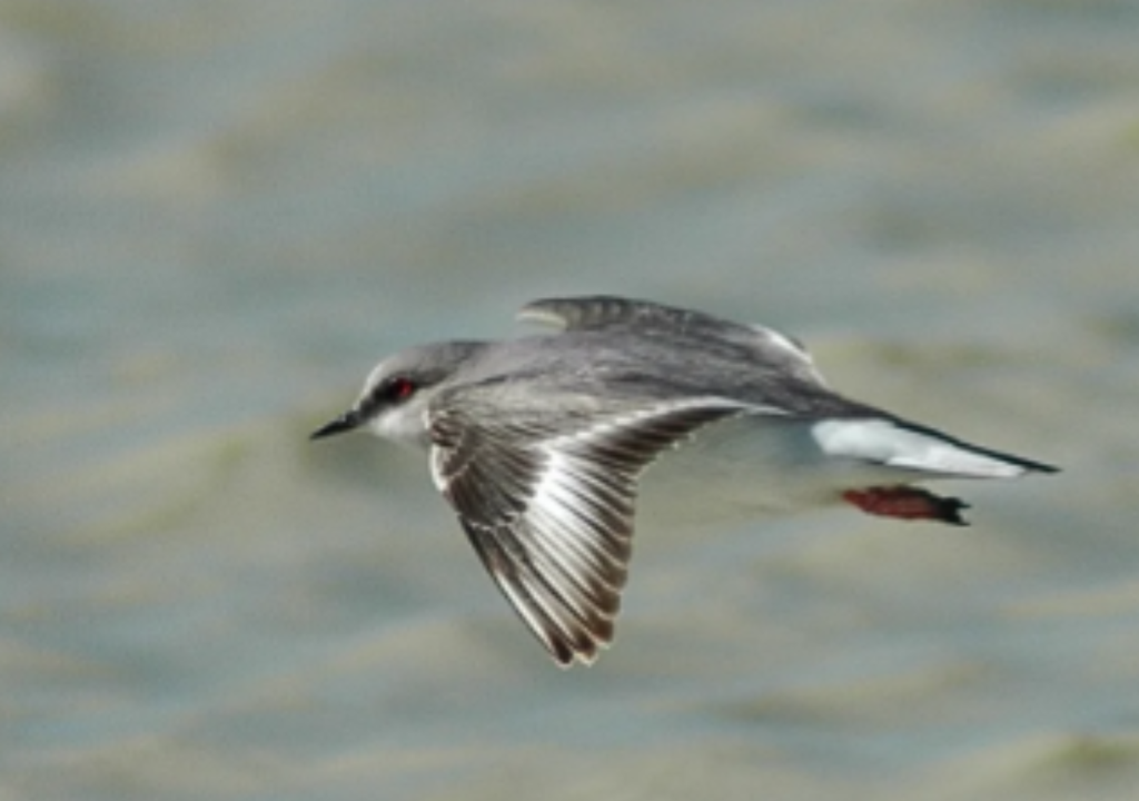 Chorlito Ceniciento Productores y ambientalistas se han comprometido a proteger los huevos del chorlito con recipientes tipo jaula, para evitar que otros animales las pisen. Foto: Instagram @asociacionambientesur