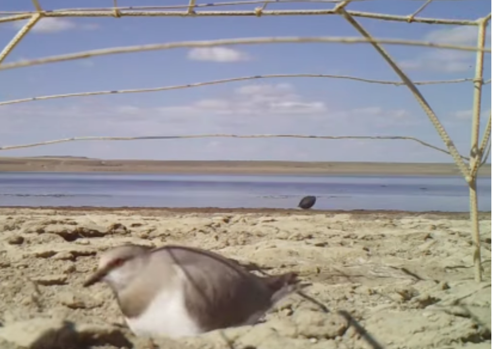 Chorlito ceniciento Los productores ganaderos se han mostrado interesados en prestar sus campos para implementar esta protección que permite la convivencia sana. Foto: Instagram @asociacionambientesur