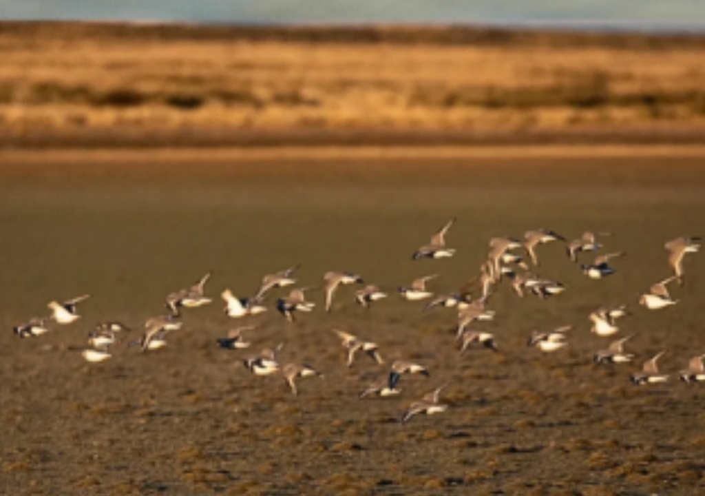 Chorlito Ceniciento El "círculo virtuoso" permite proteger a una especie amenazada (chorlito ceninciento) y fomentar una ganadería sustentable. Foto: Instagram @asociacionambientesur