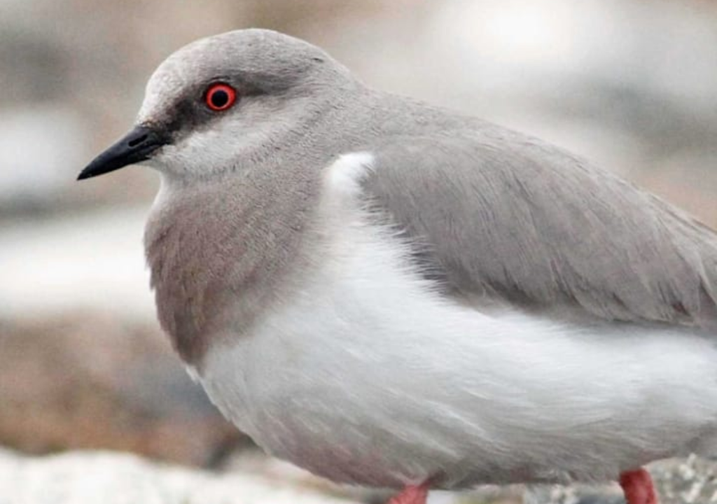 Chorlito Ceniciento Argentina y Chile trabajan en acuedos que permitan identificar áreas críticas de reproducción y fortalecer las estrategias de conservación del chorlito ceniniciento. Foto: X @ambiente_sur