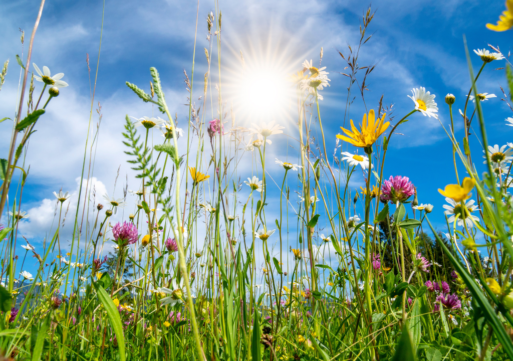 campo de flores con el sol alumbrando desde el cielo