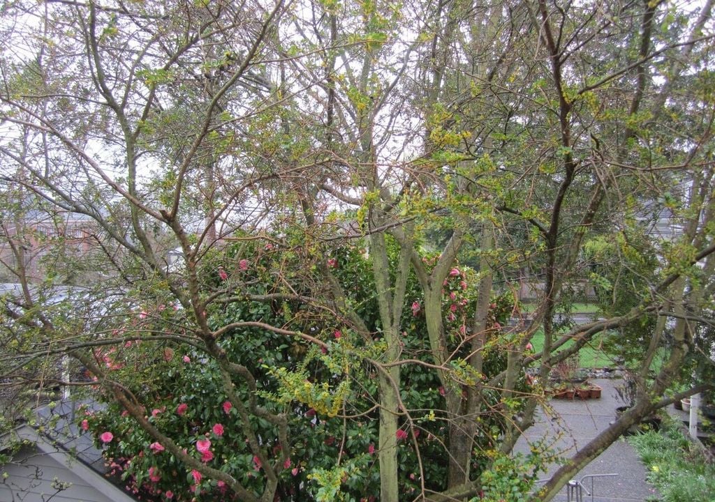 azara tree Las pequeñas flores amarillas pueden pasar desapercibidas a la vista, pero su intenso aroma dulce las convierte en una de las floraciones más curiosas del jardín. Foto: TravelMarx Blog