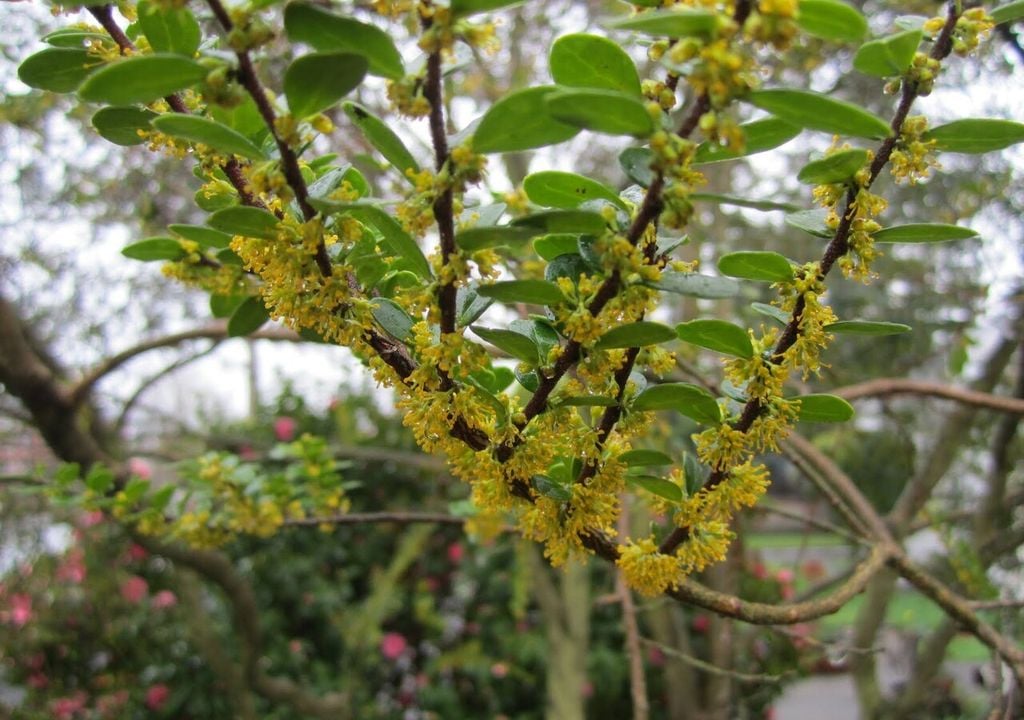 azara microphylla Incorporar árboles nativos como Azara microphylla permite diversificar los jardines y acercar al paisaje doméstico especies propias del bosque templado chileno. Foto: TravelMarx Blog