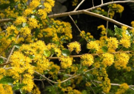 Pocos lo conocen: el &aacute;rbol nativo que perfuma el jard&iacute;n con aroma a chocolate