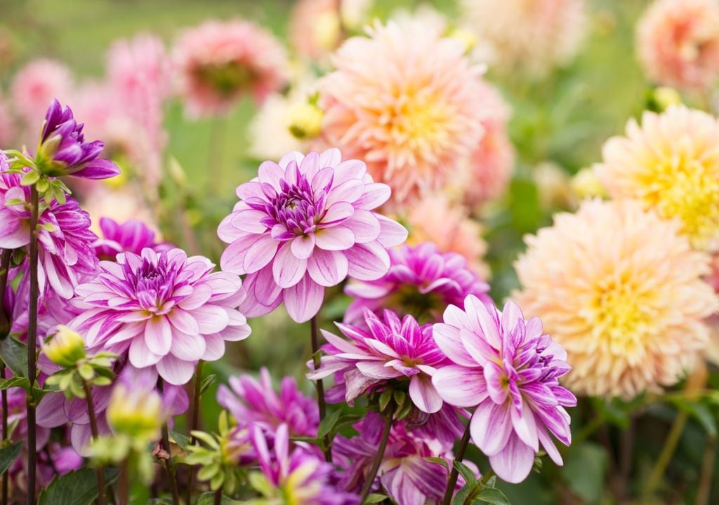 Dalia Las dalias sobresalen por la diversidad de formas, tamaños y colores de sus flores. Sus tubérculos deben protegerse de las heladas hasta la llegada de temperaturas más cálidas.