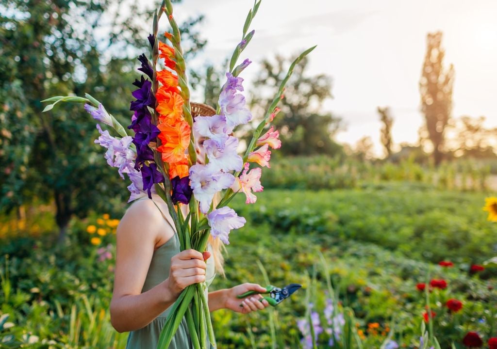 gladiolo Los gladiolos producen espigas florales altas que aportan color y verticalidad al jardín. La plantación escalonada de sus cormos permite prolongar la floración durante el verano.