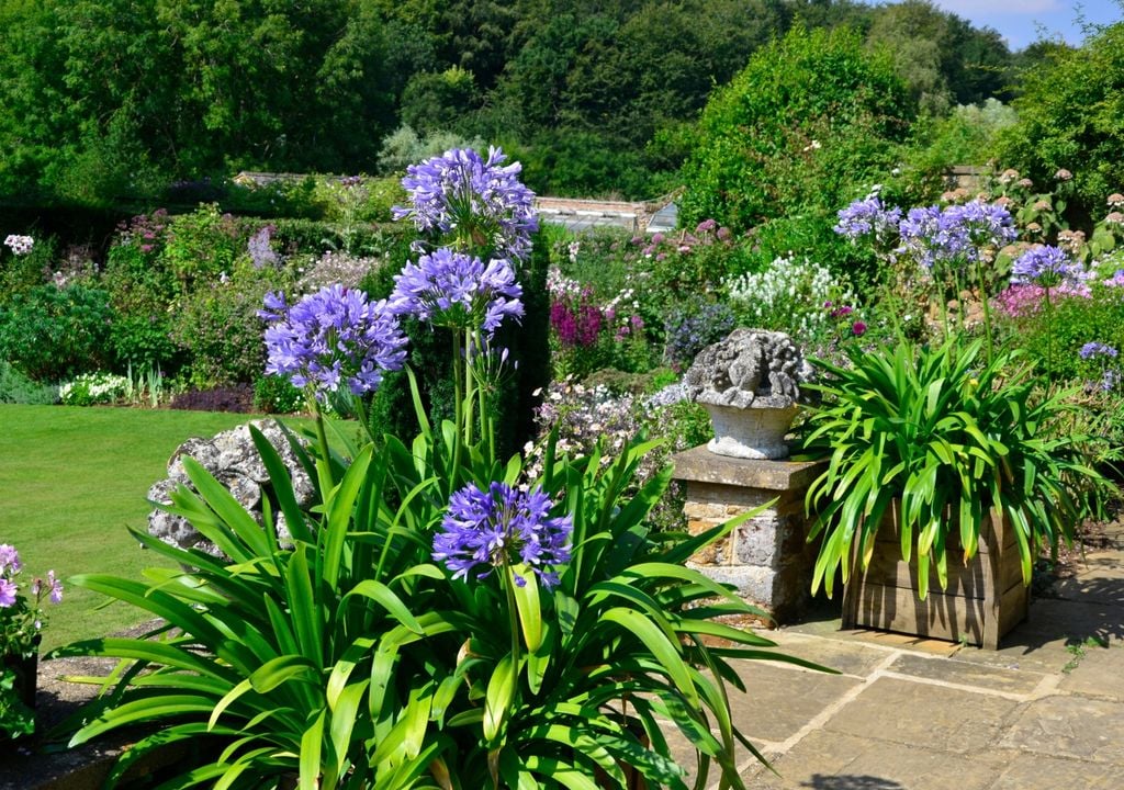 agapanto El agapanto se reconoce por sus grandes conjuntos de flores azules, violetas o blancas. Necesita abundante sol y un suelo con buen drenaje para desarrollarse correctamente.