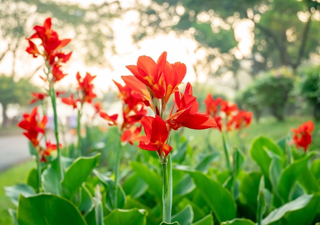 canna Las cannas combinan flores de colores intensos con hojas grandes de aspecto tropical. Sus rizomas pueden iniciarse bajo protección durante el final del invierno.