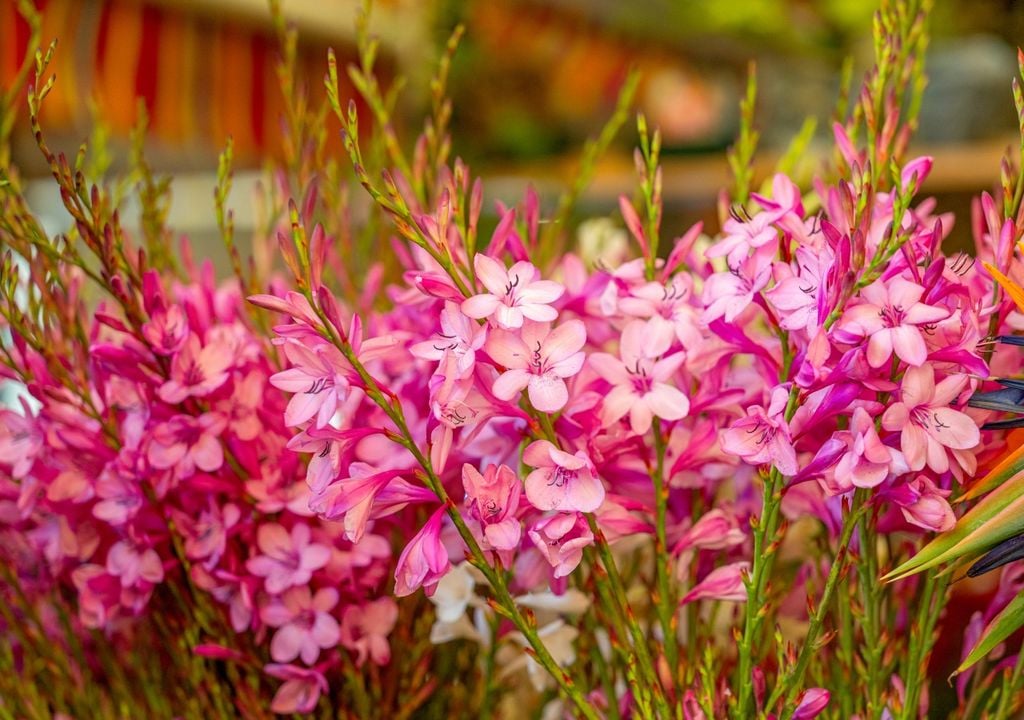 watsonia La watsonia presenta largas varas cubiertas de delicadas flores tubulares. Una vez establecida, tolera períodos secos y requiere pocos cuidados.