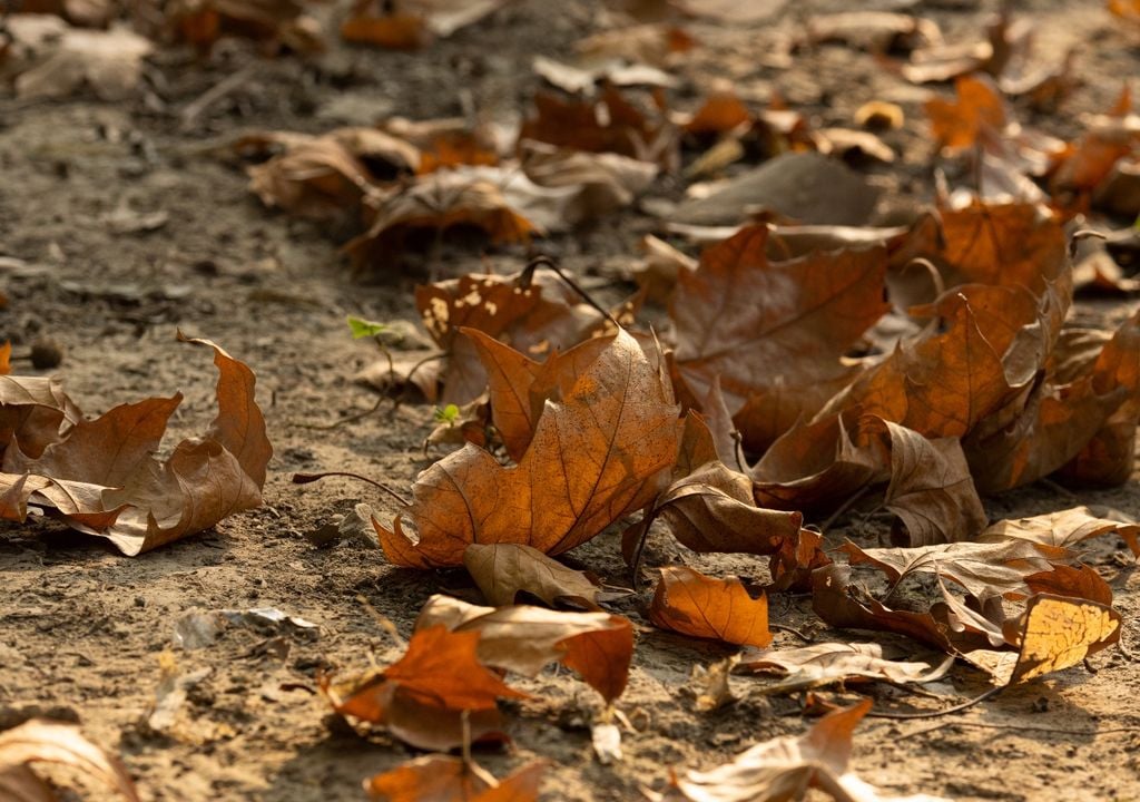 hojas Una vez trituradas, las hojas pueden colocarse alrededor de las plantas como una cobertura natural para proteger la superficie del suelo.