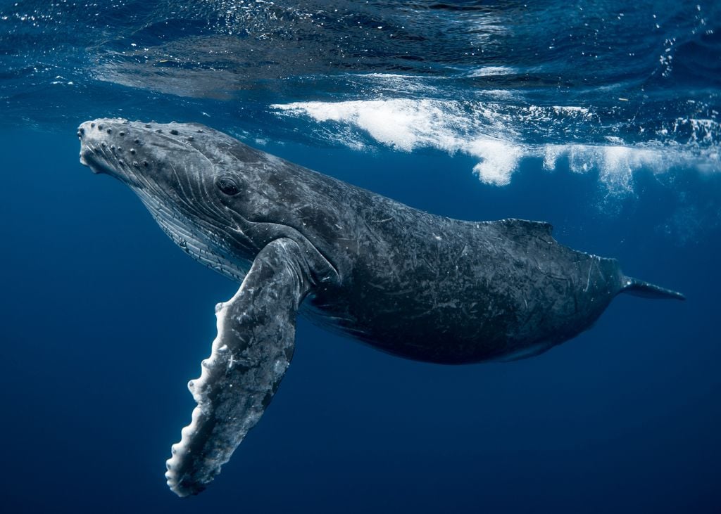 baleias; aquecimento global