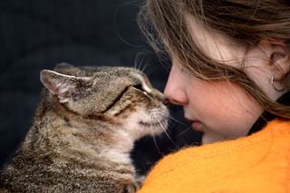 Poder felino: formas en que un gato mejora la salud mental y llena de paz tu vida