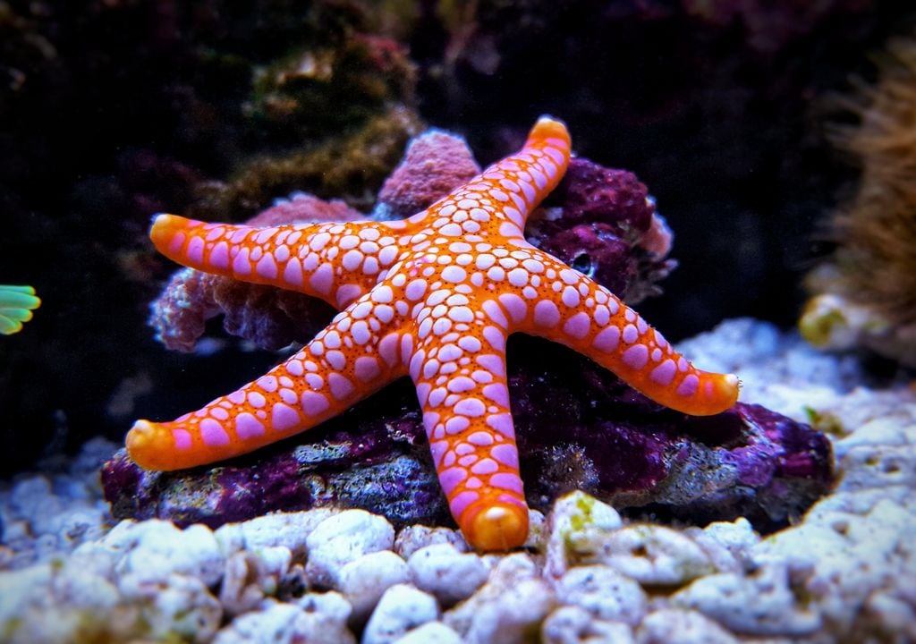 coral coral