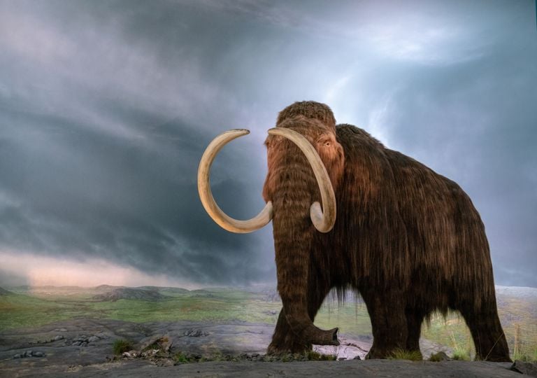 Can mammoths, dodos and Tasmanian tigers be brought back to life?