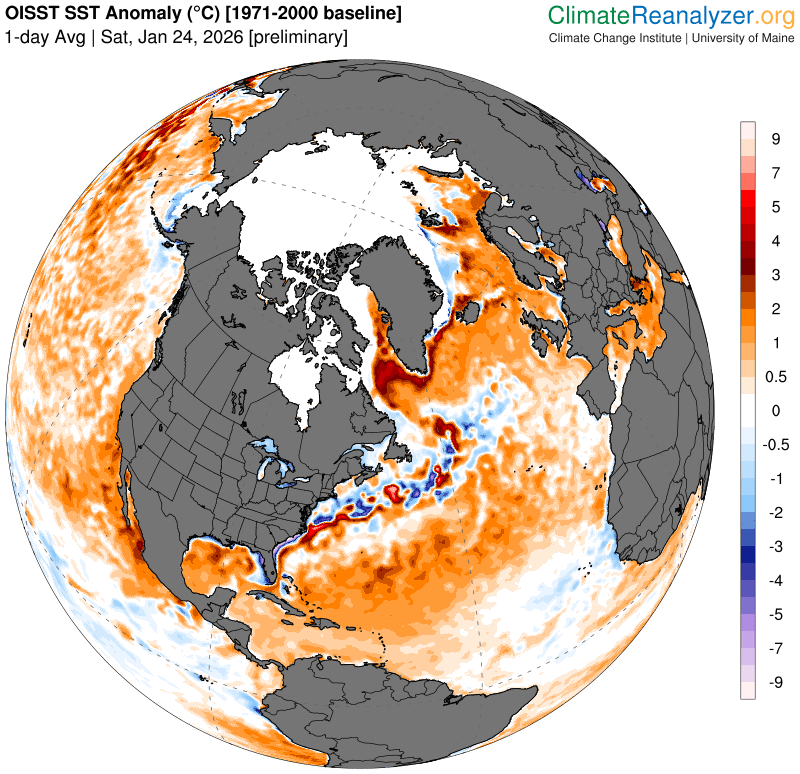 Anomalías de la temperatura del agua del mar con anomalías frías/cálidas en tonalidades azules/rojas para el 24 de enero de 2026. Nótese las anomalías cálidas que va a sobrevolar los RAs. Fuente: Climate Reanalyzer.